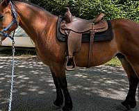 level-headed-morgan-horse