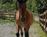 new-home-morgan-horse
