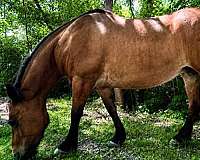 field-morgan-horse