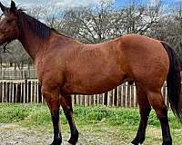 show-horse-quarter