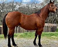 western-quarter-horse