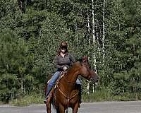 english-quarter-horse