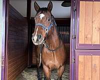 all-around-quarter-horse
