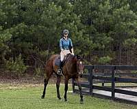athletic-thoroughbred-horse
