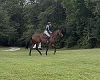 companion-thoroughbred-horse
