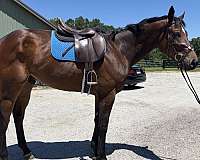 dressage-thoroughbred-horse