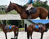 all-around-thoroughbred-horse