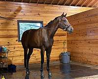 bay-thoroughbred-horse