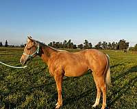 quarter-horse-for-sale