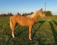 quarter-horse-filly