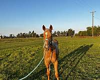 quarter-horse