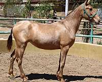 double-pearl-horse