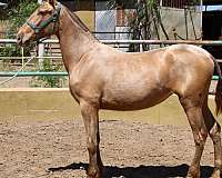isabela-horse