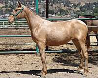 double-pearl-filly