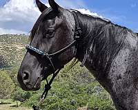 driving-halter