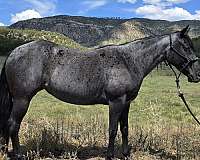blue-roan-roan-driving-halter-horse