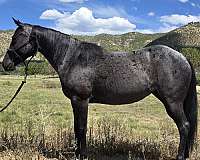 quarter-horse-mare