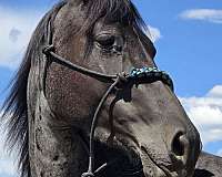 quarter-horse-for-sale