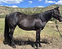 quarter-horse-mare