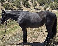 quarter-horse