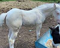 black-sw1-horse