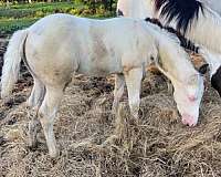 homozygous-tobiano-horse