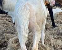black-horse