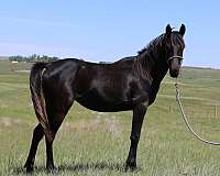 endurance-ride-mare