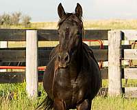 black-ahr-filly-mare