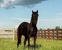 endurance-ride-filly-mare