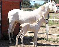 spain-horse