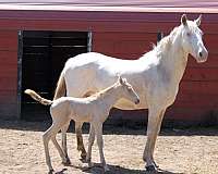 spain-filly