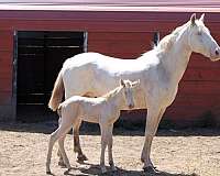 usdf-filly