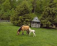 shetland-pony-for-sale