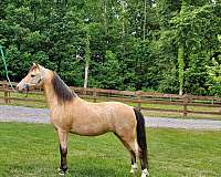 shetland-pony-mare