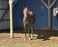 thoroughbred-filly