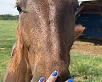 thoroughbred-horse