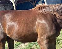 thoroughbred-horse-for-sale