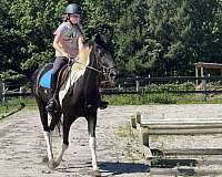 piebald-english-pleasure-pony