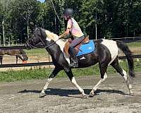 piebald-paint-pony-mare