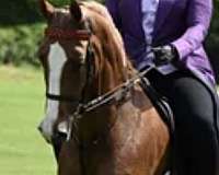 chestnut-blaze-4-socks-horse