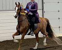 breeding-saddlebred-horse