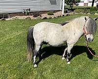 grey-dapple-horse