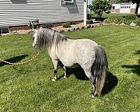 mini-miniature-horse
