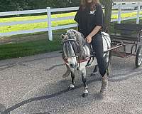 kids-miniature-horse