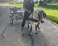school-miniature-horse