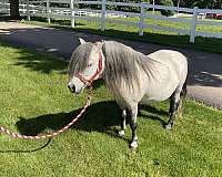 ride-miniature-horse