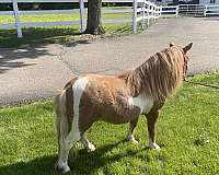 pinto-sorrel-white-paint-pony