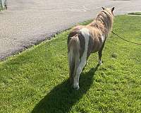 mini-miniature-pony