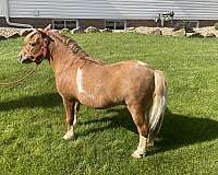 miniature-pony
